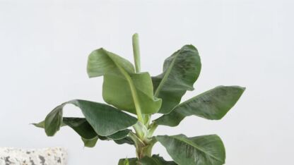 De Bananenplant is een tropisch wonder